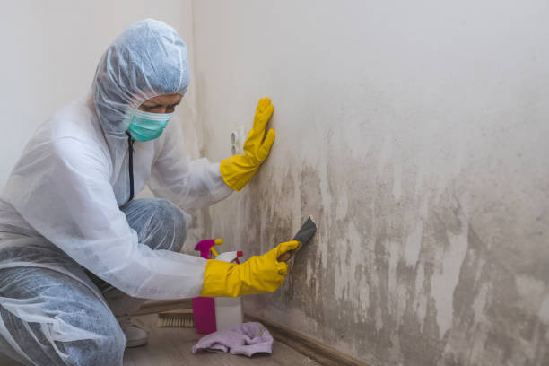 Why You Should Choose Our Mold Remediation Services in Philadelphia, PA